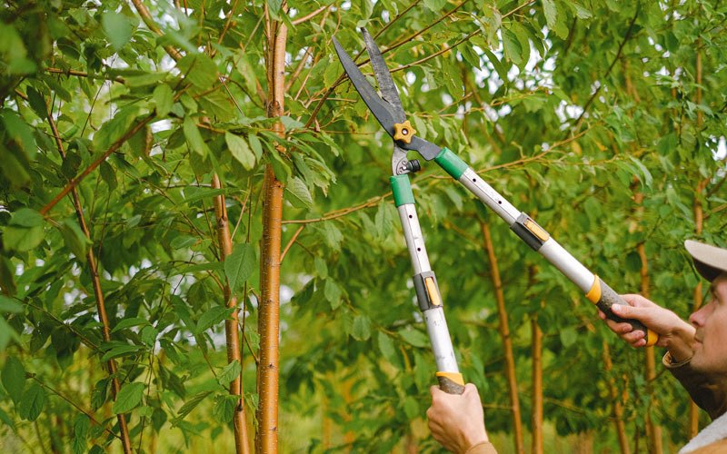 Tree trimming in White Swan, WA